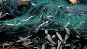 Россельхознадзор не надеется на восстановление импорта рыбы Китаем
